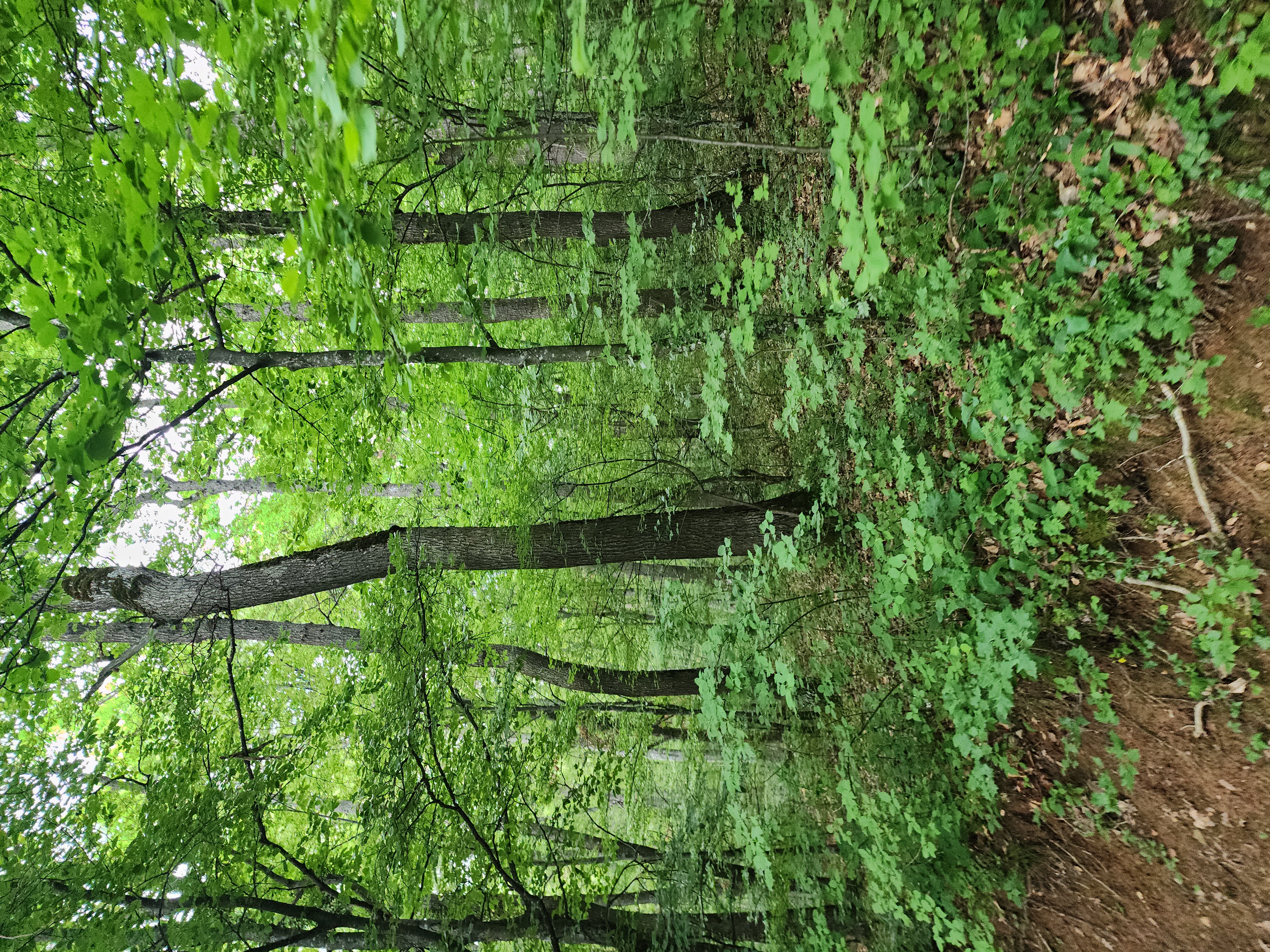 Forest understorey and canopy